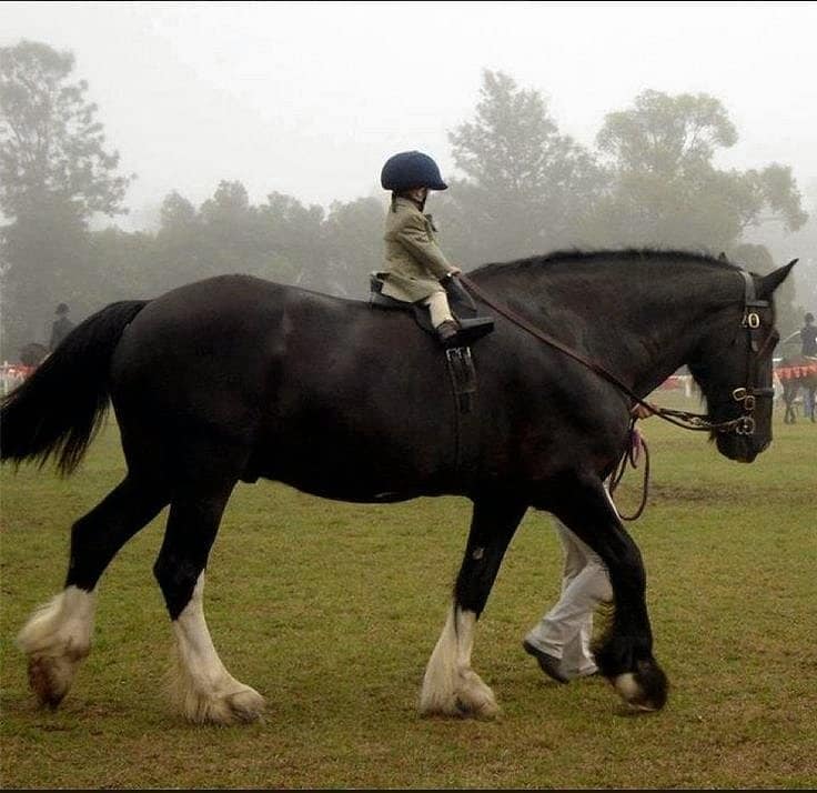 Little Riders On Big Horses